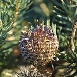 Banksia micrantha Blomst