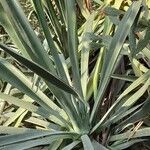 Agave sisalana Leaf