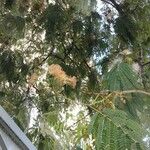 Albizia julibrissinFlower