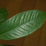 Guatteria punctata 葉