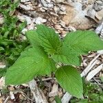 Physalis heterophylla Foglia