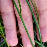 Anthericum ramosum چھال