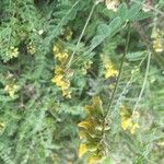 Astragalus penduliflorus പുഷ്പം