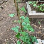 Cocculus carolinus Blad