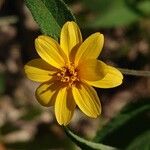 Aspilia mossambicensis Blomst