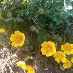 Potentilla crantzii Λουλούδι