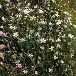 Petrorhagia saxifraga Staniste