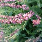Salvia nemorosa Цвят
