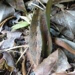 Eulophia maculata Leaf