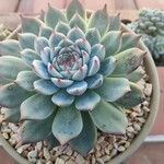 Echeveria colorata Deilen