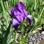 Iris aphylla Flower