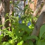 Mertensia paniculata Flor