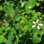 Bidens alba Natur