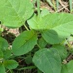 Amaranthus viridisLeht