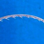 Microchloa kunthii Frucht