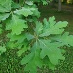 Quercus alba Blad