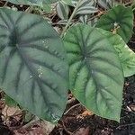 Alocasia clypeolata List