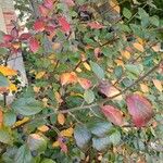 Cotoneaster acutifolius Fruit