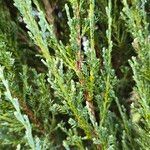 Juniperus scopulorum Blatt