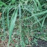 Urochloa maxima Flower