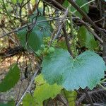 Vitis californica Blatt