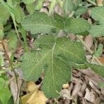 Brassica fruticulosa Hoja