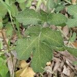 Brassica fruticulosa Leaf