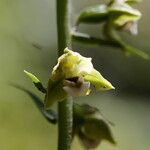 Epipactis bugacensis Bloem