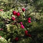 Crataegus monogynaঅন্যান্য