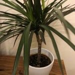 Dracaena reflexaFrunză