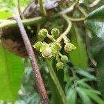 Saurauia montana Λουλούδι