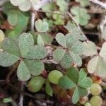 Oxalis exilis Blatt