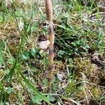 Equisetum arvenseHoja