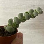 Crassula plegmatoides 葉