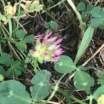 Trifolium spumosum Lorea