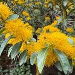 Azara lanceolata Blüte