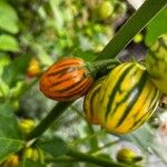 Solanum aethiopicum Frutto