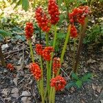 Arum italicum অভ্যাস