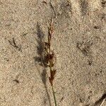 Carex arenaria Kukka