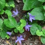 Campanula poscharskyanaŽiedas