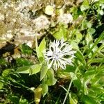Centaurea alba Kvet