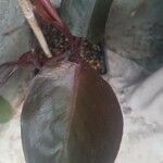 Philodendron erubescens ഇല