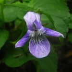 Viola anagae Blomst