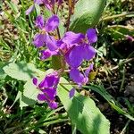 Orychophragmus violaceus Hoja