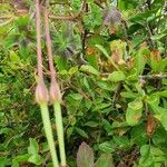 Pelargonium multibracteatum Fruit