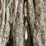 Ficus benghalensis Bark