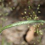 Buchnera hispida Leaf