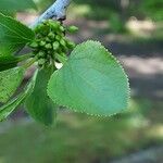 Frangula alnus Leaf