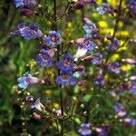 Penstemon linarioides عادت