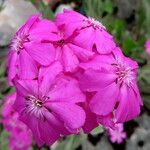 Silene flos-jovis Flower